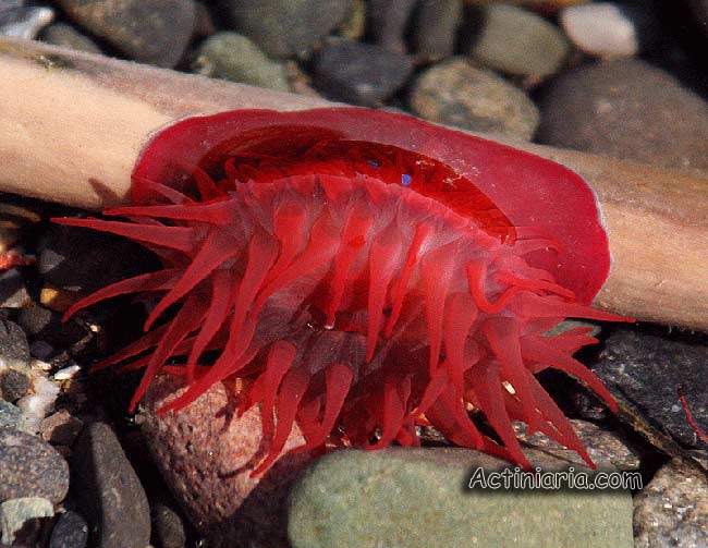 Actinia equina