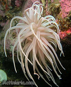 Boloceropsis platei