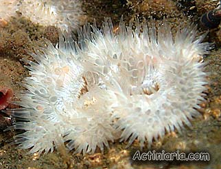 Cereus herpetodes