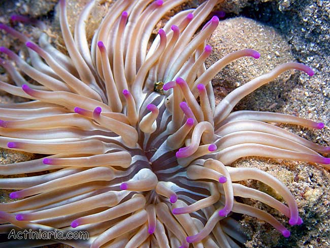 Condylactis aurantiaca