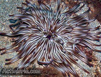 Condylactis aurantiaca