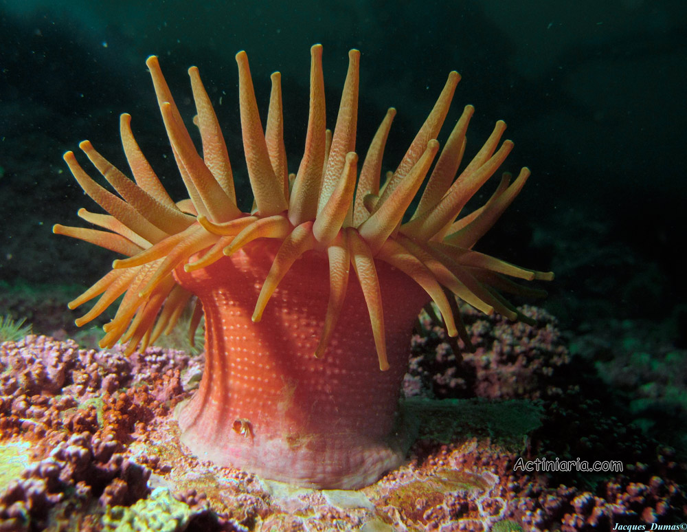 Cribrinopsis similis