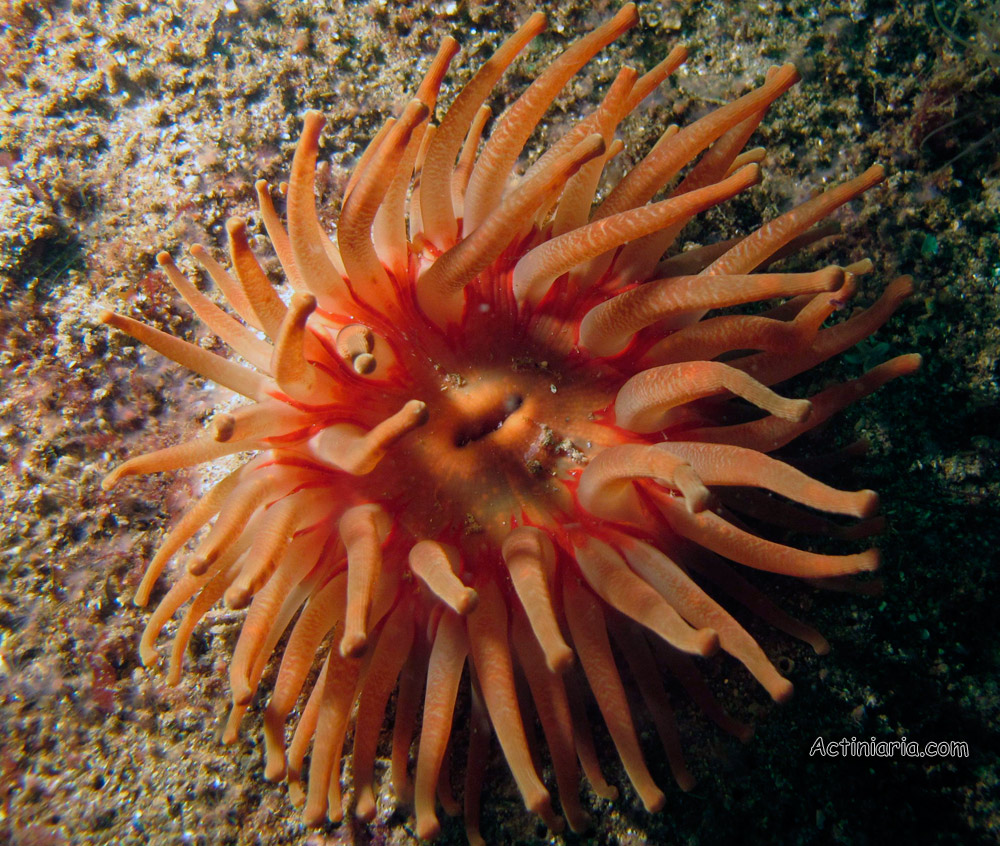 Cribrinopsis similis