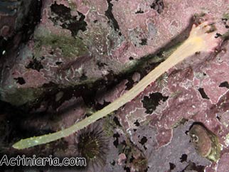 Dactylanthus antarcticus