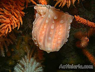 Dactylanthus antarcticus