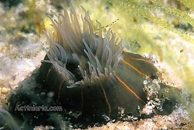 Diadumene lineata