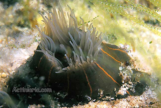 Diadumene lineata