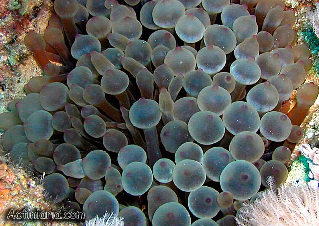 Entacmaea quadricolor