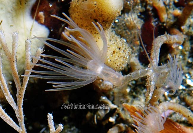 Gonactinia prolifera