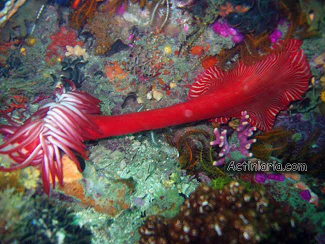 Korsaranthus natalensis