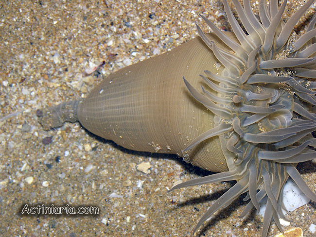 Paracondylactis sinensis