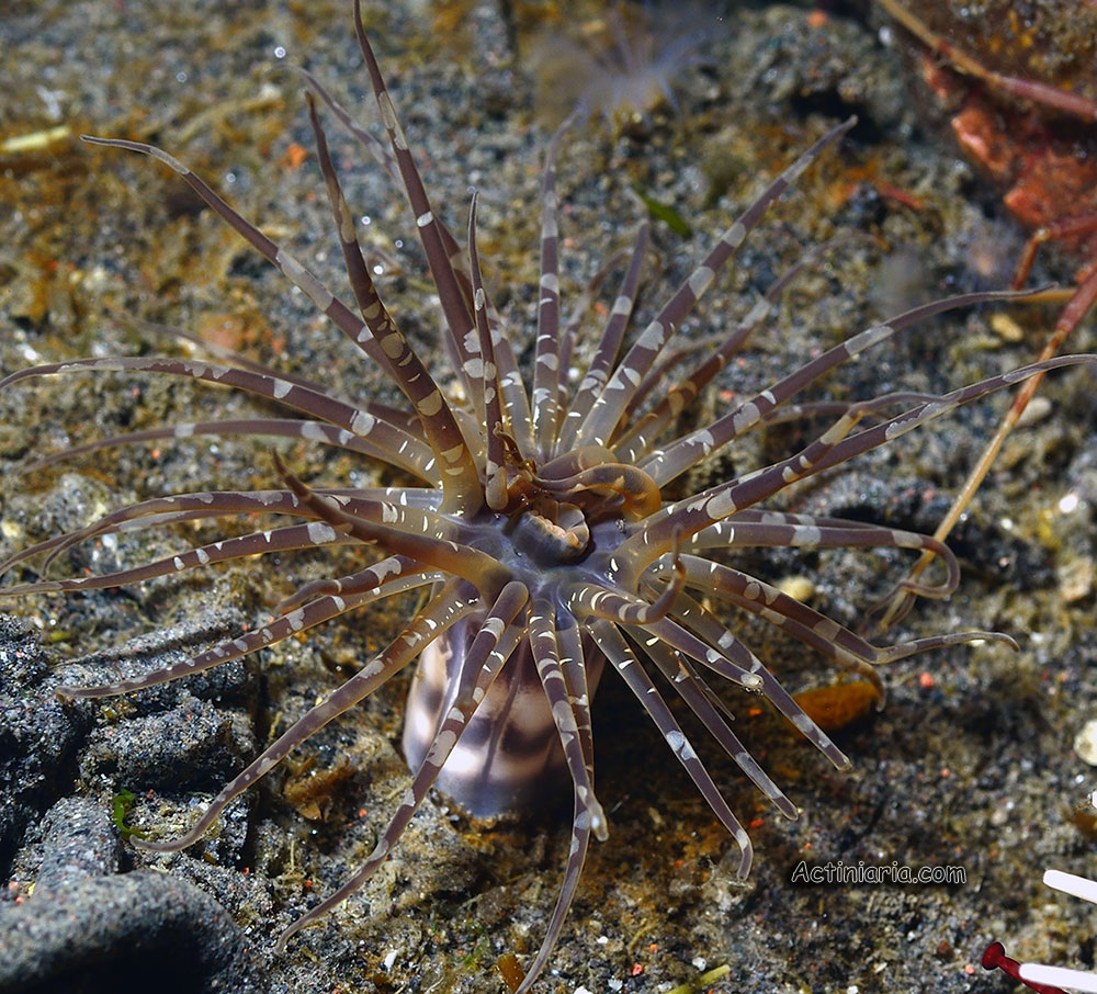 Paraedwardsia malakhovi