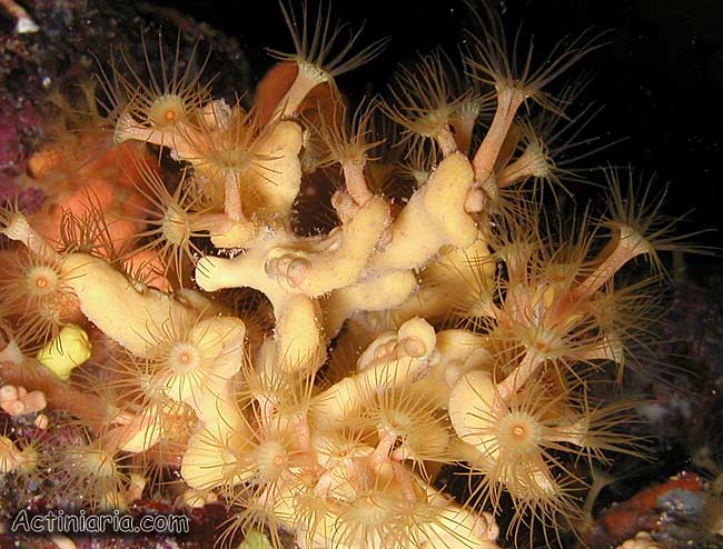 Parazoanthus axinellae