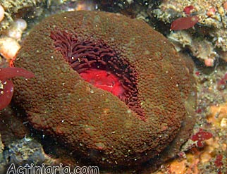 Phymactis papillosa