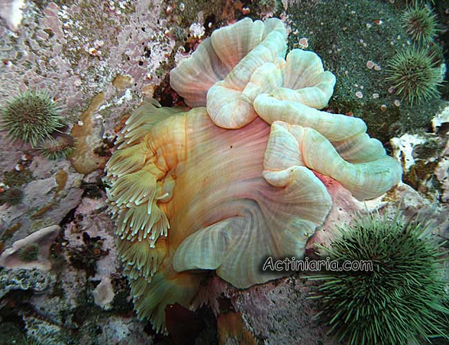 Ptychodactis aleutiensis