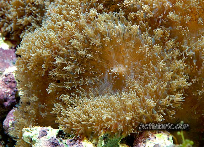 Rhodactis indosinensis