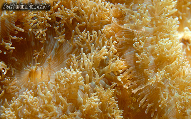 Rhodactis indosinensis
