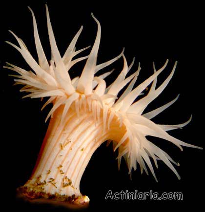 Pictures Of Sea Anemone - Free Sea Anemone pictures 