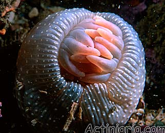 Cribrinopsis albopunctata (Pacific "Urticina lofotensis")