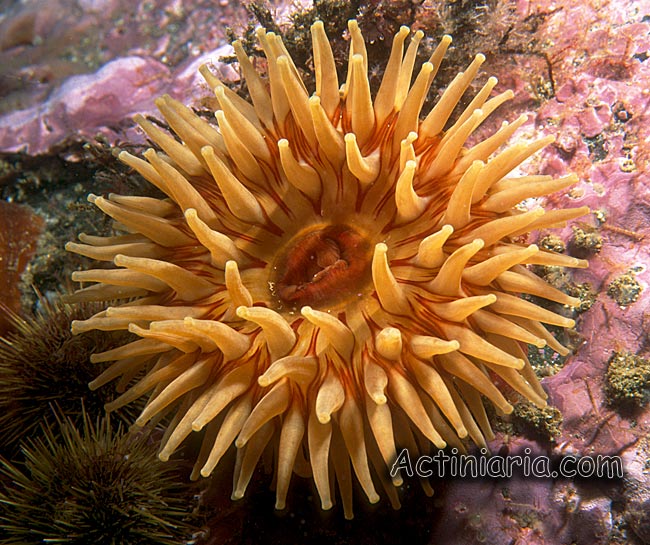 Urticina crassicornis