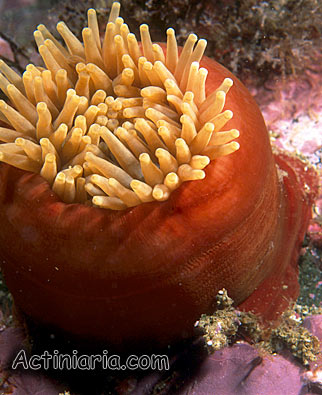 Urticina crassicornis
