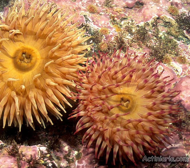 Urticina grebelnyi: Painted Anemone