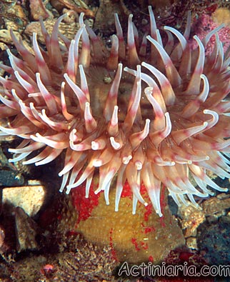 Urticina grebelnyi: Painted Anemone