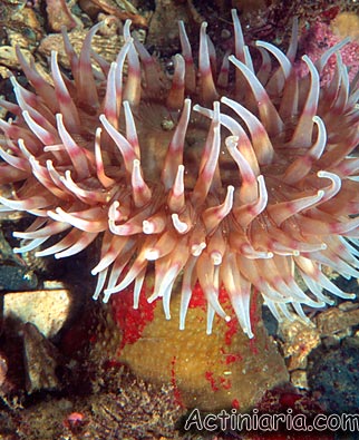 Urticina grebelnyi: Painted Anemone