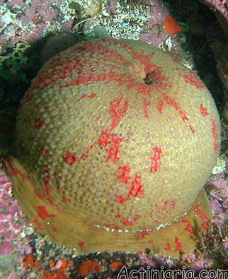 Urticina grebelnyi: Painted Anemone