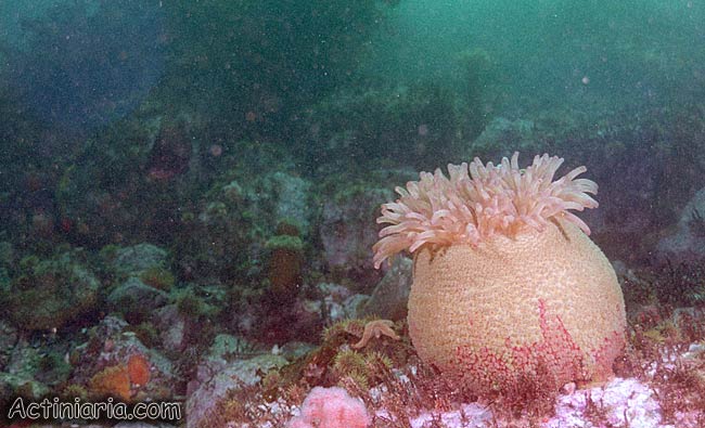 Urticina grebelnyi: Painted Anemone