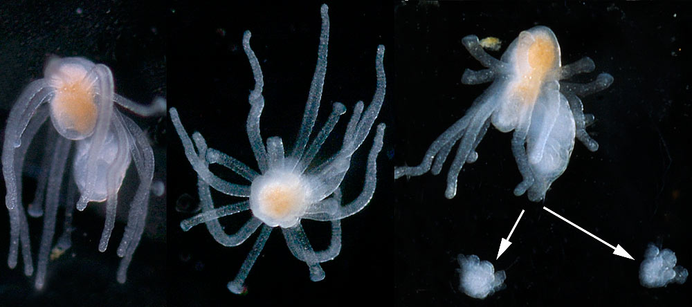 interstitial meiobenthic Hydrozoa