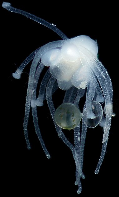 Marsipohydra pacifica - interstitial meiobenthic Hydrozoa, holotype