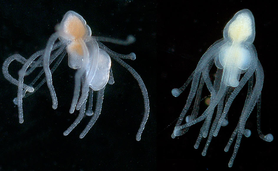 Marsipohydra pacifica