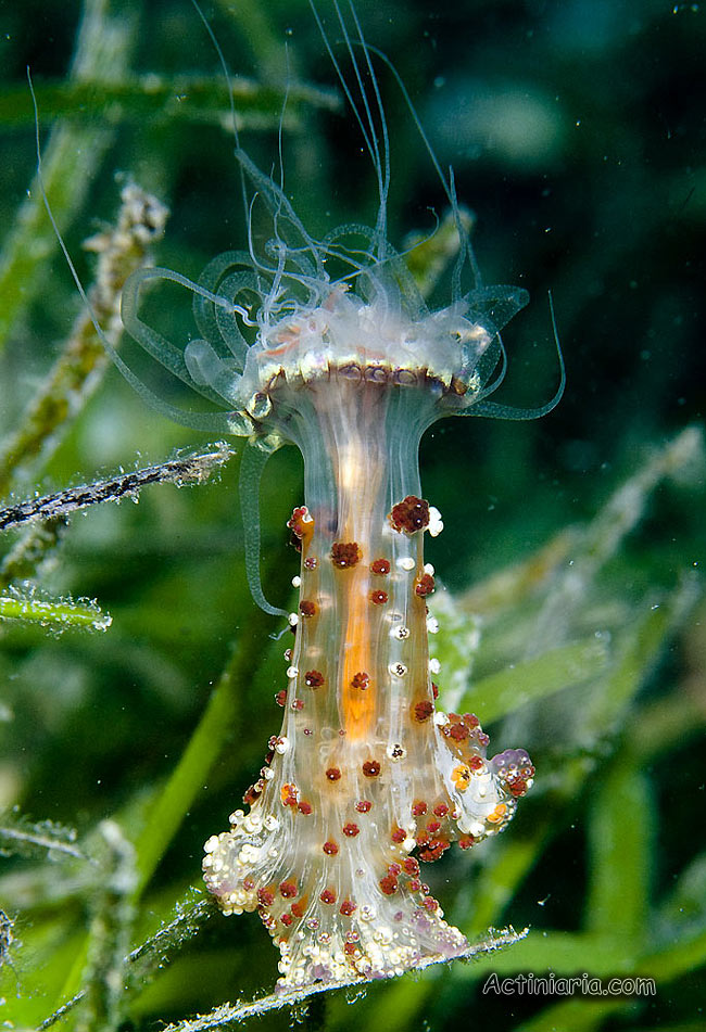 Alicia sansibarensis