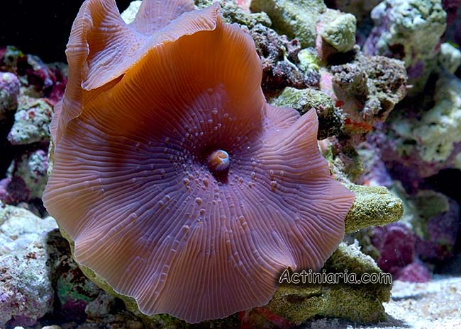 Discosoma nummiforme