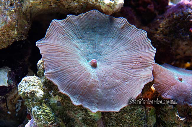 Discosoma nummiforme