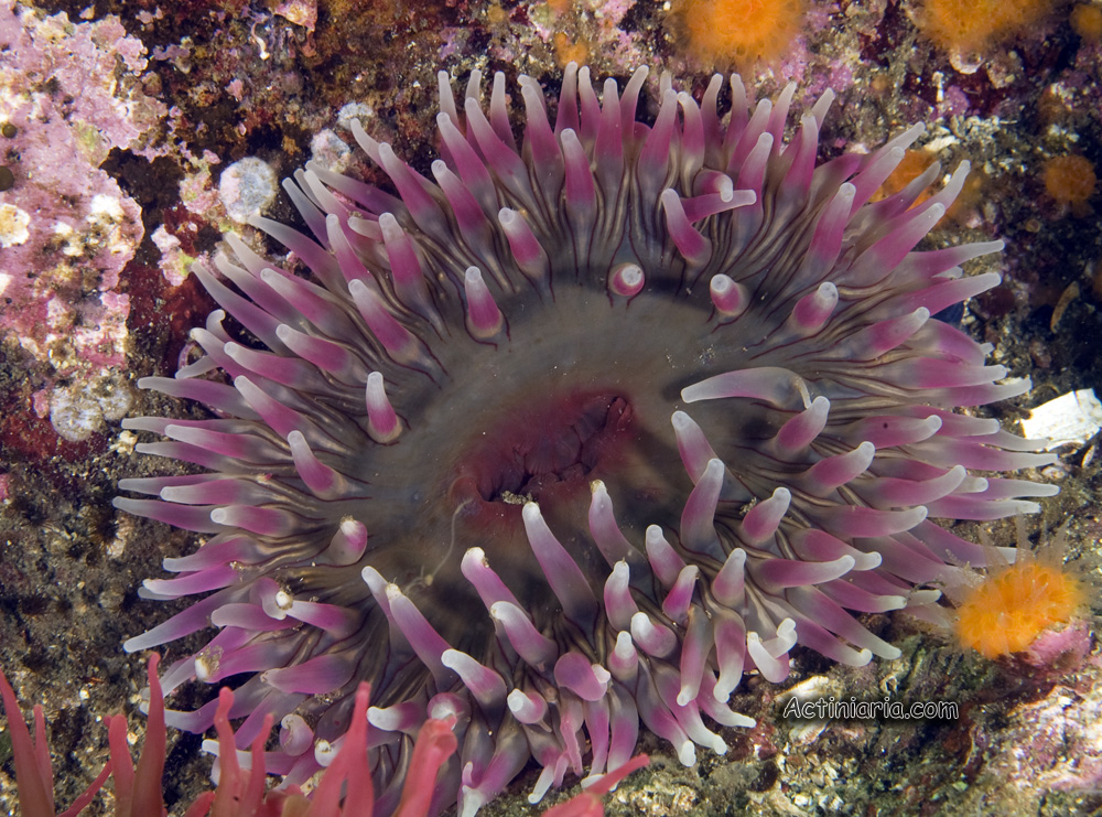 Urtibrina rimicola