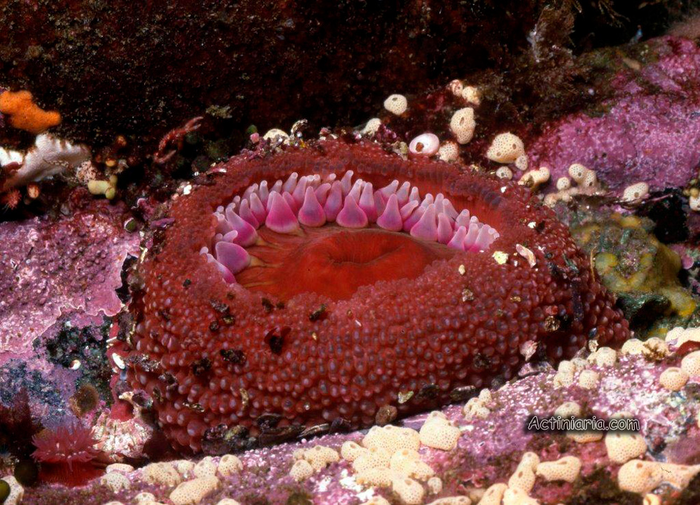 Urtibrina rimicola