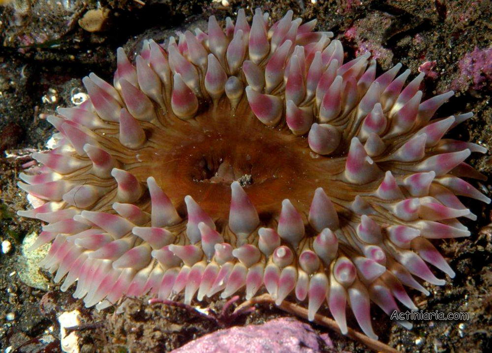Urtibrina rimicola
