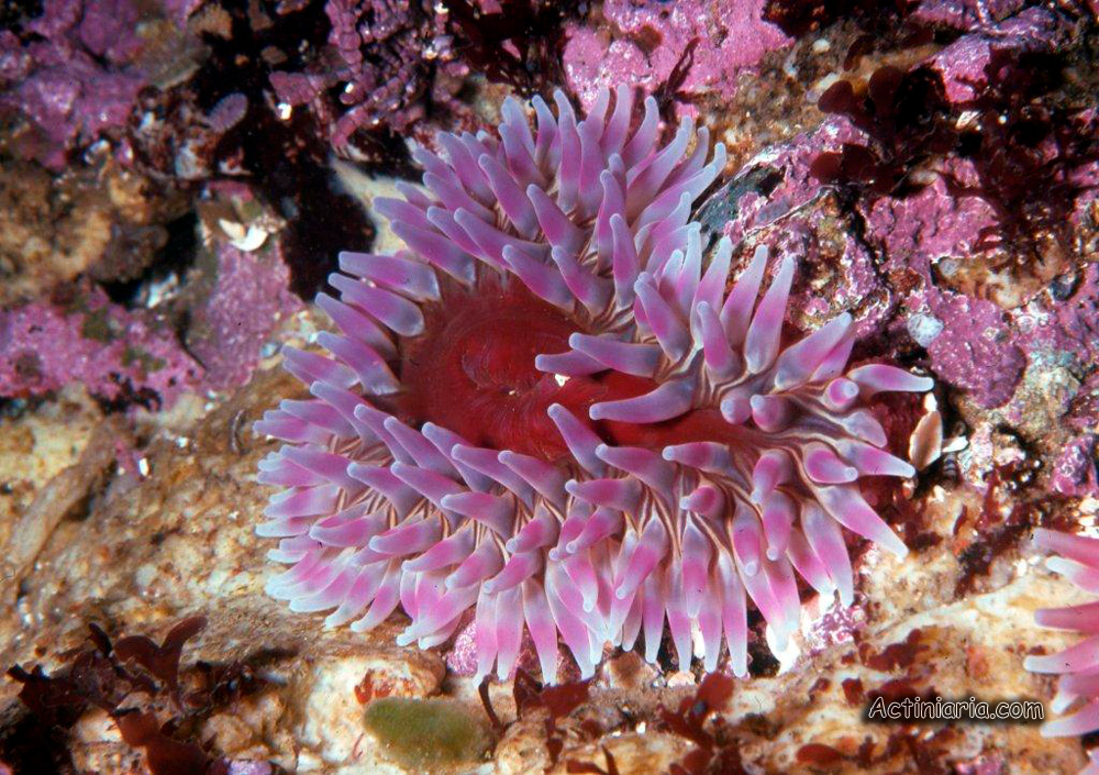 Urtibrina rimicola