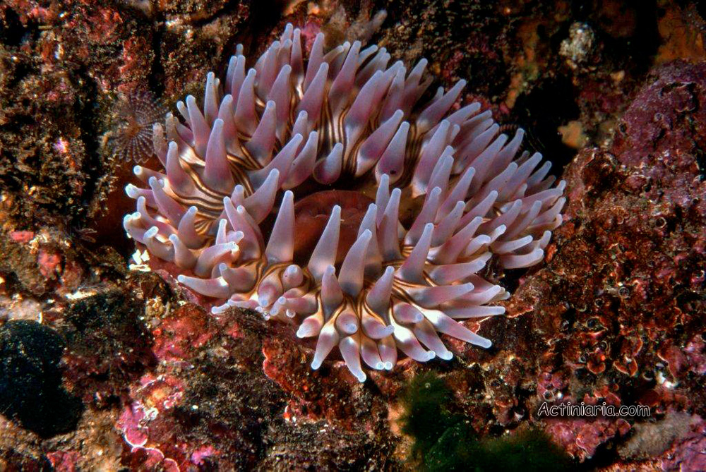Urtibrina rimicola